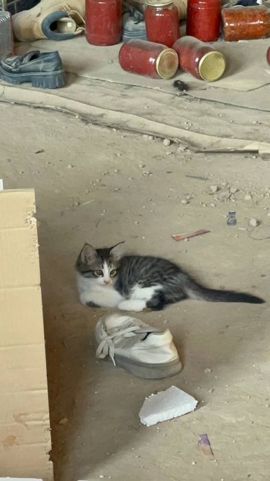 Котята даром в добрые руки