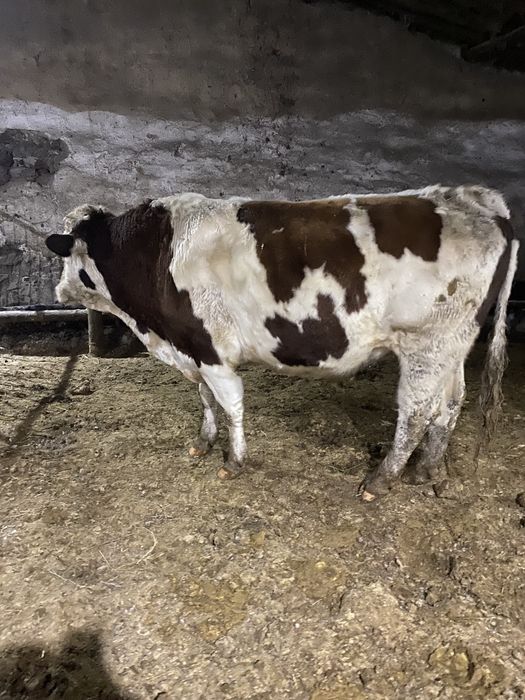 Быки симментал бұқа чистокровные