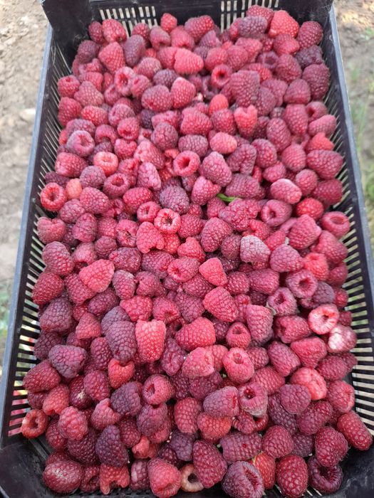 страхотен расад малини