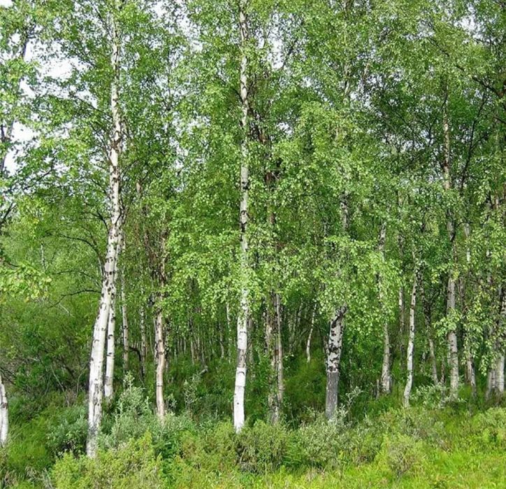 Саженцы березы береза