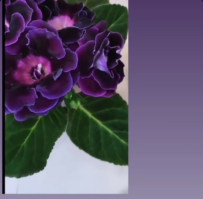 Глоксиния комнатное растение