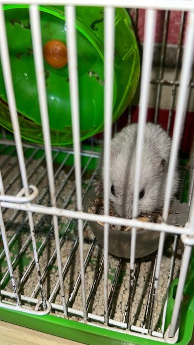 Джунгарский хомяк