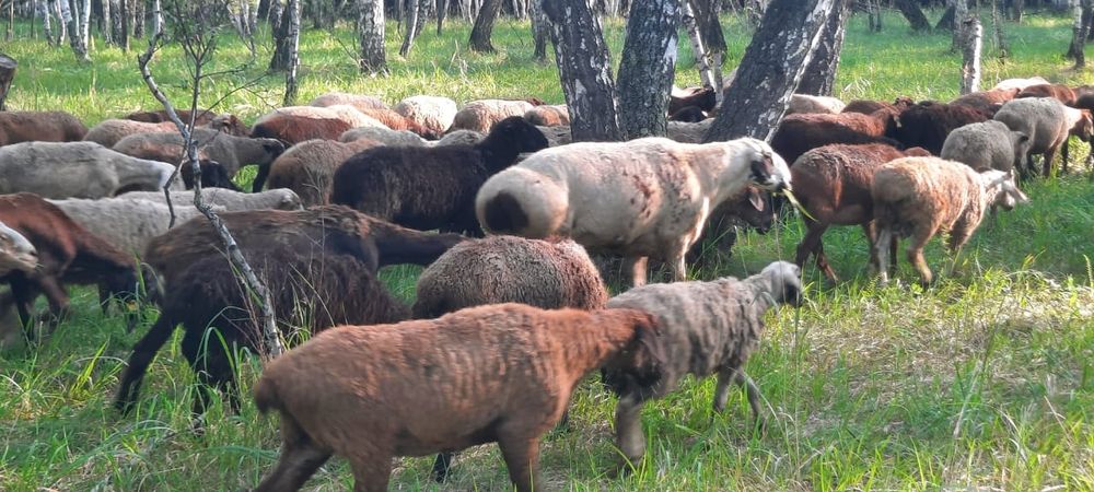 Продам баранов. Кой сатамын