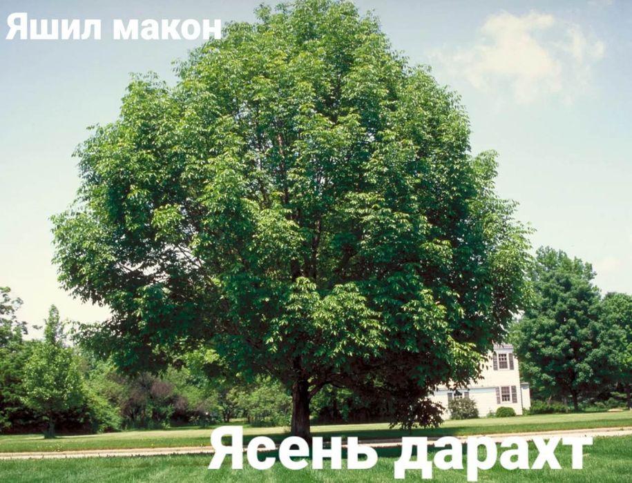 Pavloniya va Dekarativ  ko'chatlari Arzon narxlarda