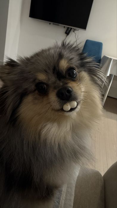 Немецкий щпиц девочка