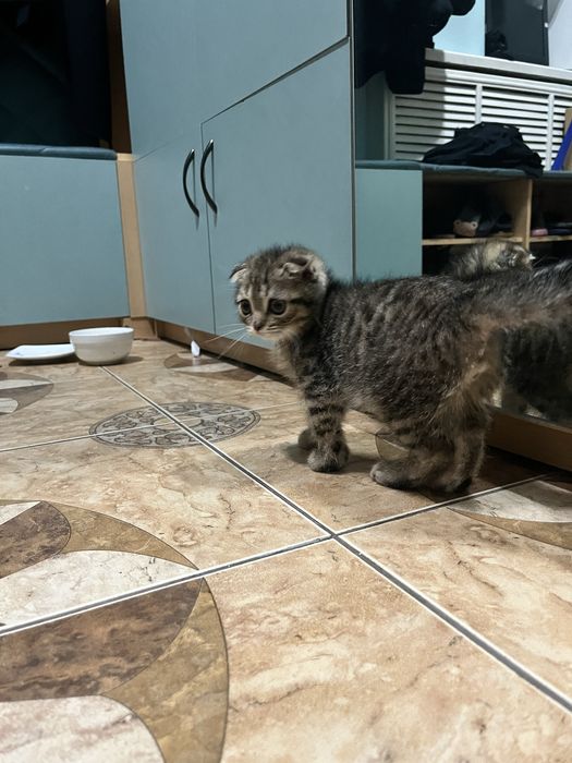 Котенок шотландский вислоухий