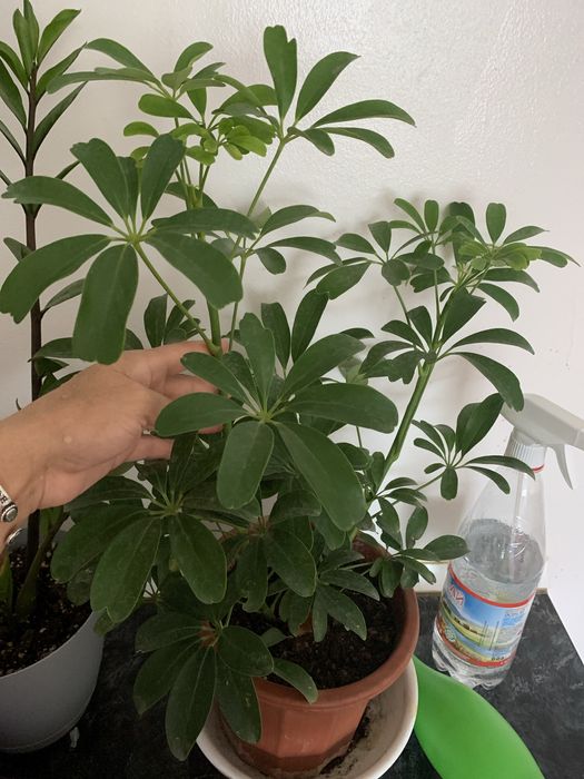 Продам цветы Шеффлера зеленый