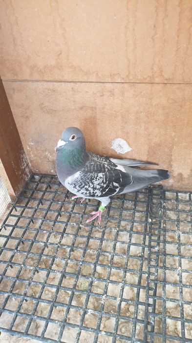 Ocazie! Vand mascul voiajor sport, an 2023, ochii albi, zburat !