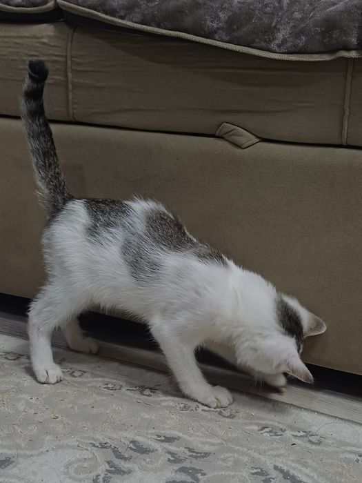 Потерялся котенок