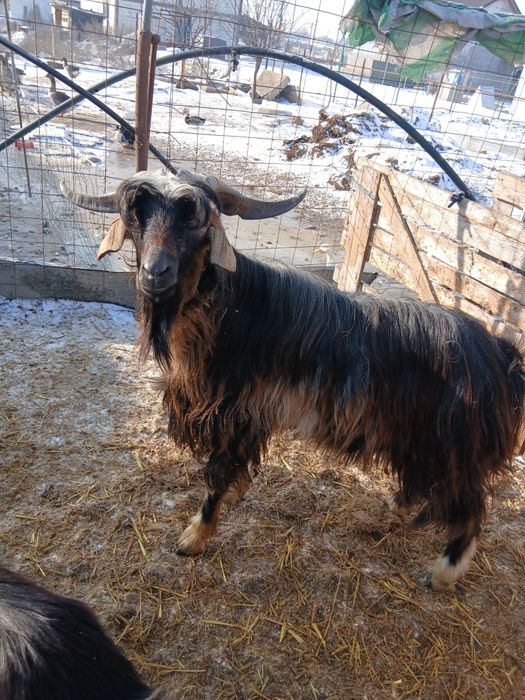 Tap metis anglonubian/carpantina