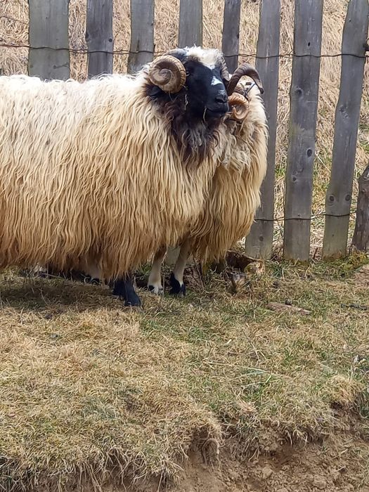 Vand berbec   Oras Petrila sat Jiet