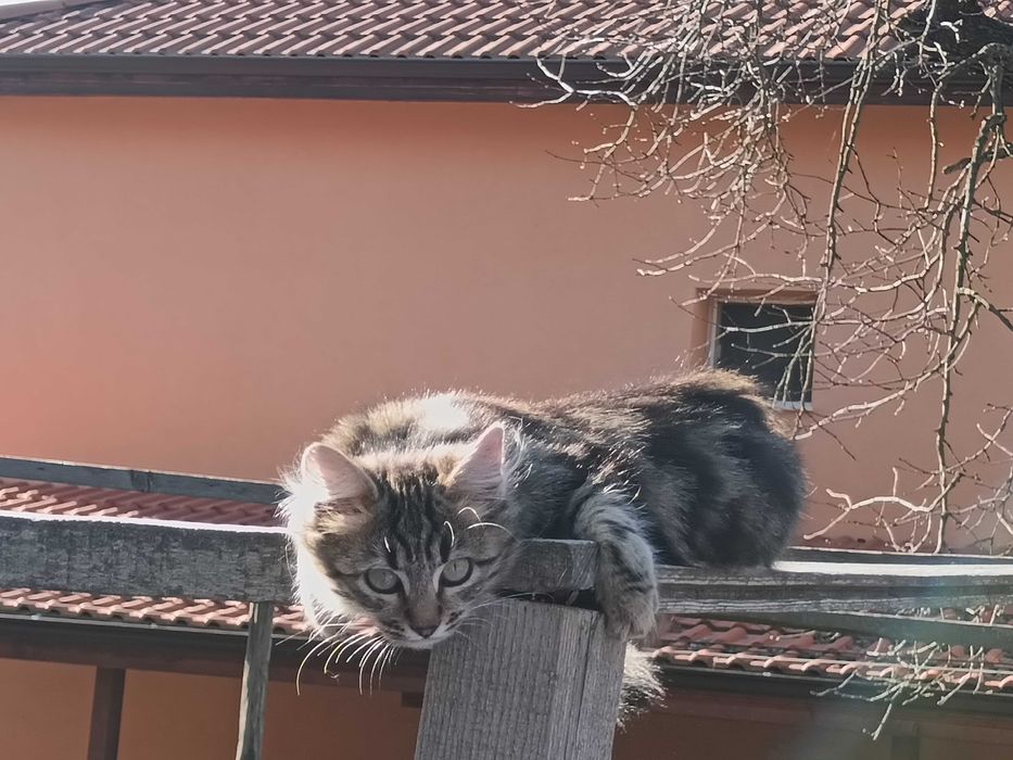 Подарявам коте на пет месеца