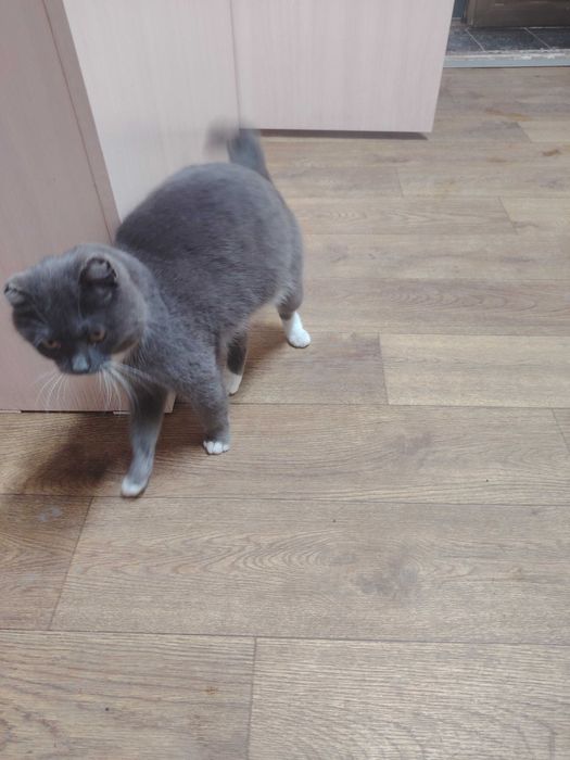 Отдам кошку в добрые руки