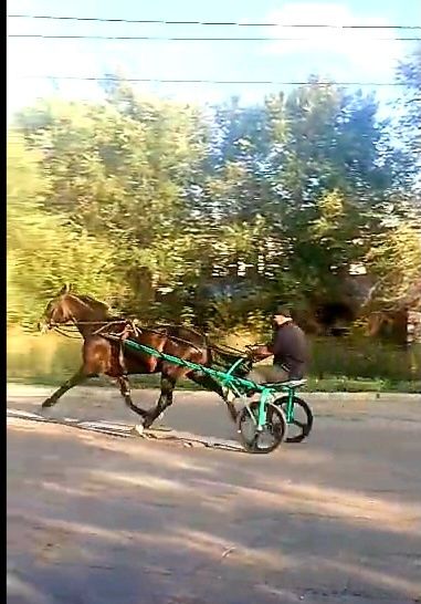 Продам русского рысака на иноходи