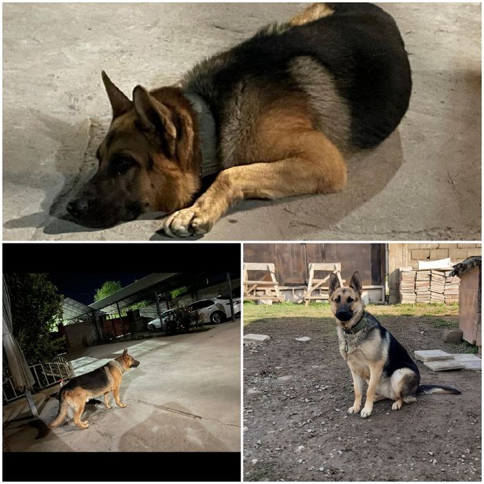 Прадаются шикарные вео щенки 40000