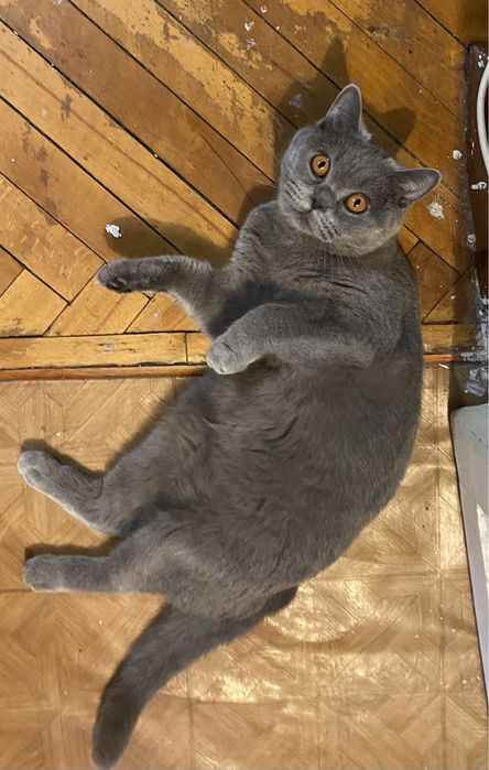 Британский котенок