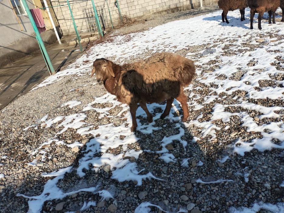 Қошқар сатылады