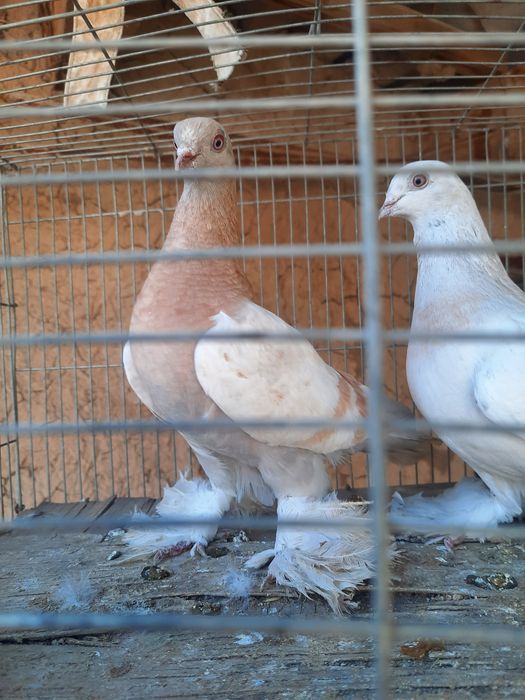 Голуби продаётся игра