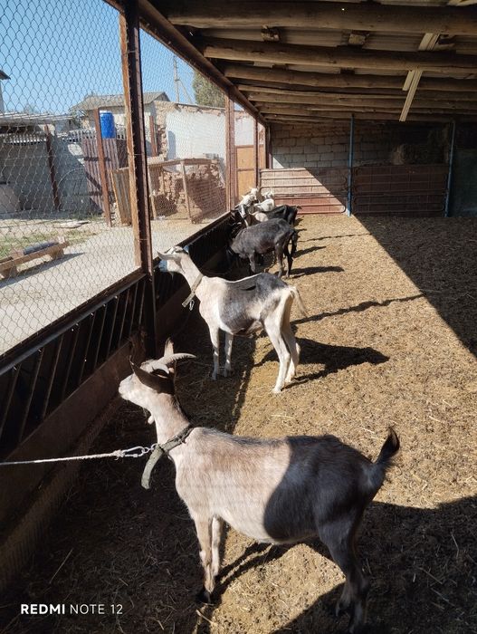 Заанен Алпий козы