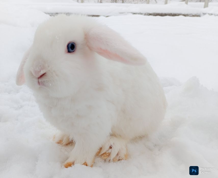 Karlik baran sotiladi