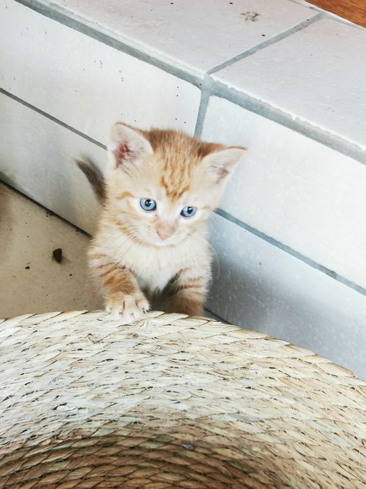 Donatie pui pisica