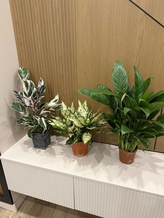 Продам комнатные растения