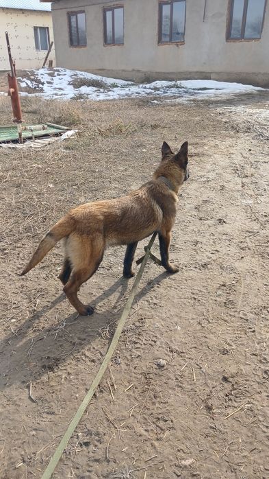 бельгийский овчарка