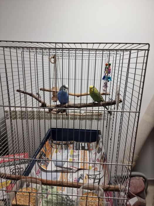 Perusi de vanzare plus colivie foarte mare