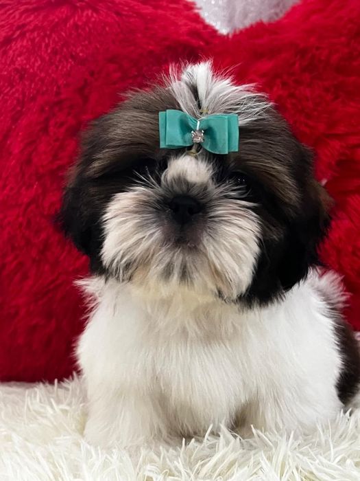 Ши-тцу кукольные щенки