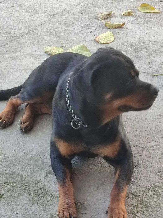 Готовятся к продаже чистокровные щенки ротвейлера.