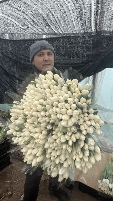 Тюльпан премиум.