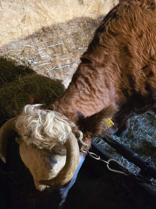 De vânzare vaci BALȚATE.