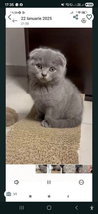 Baietel brittish shorthair