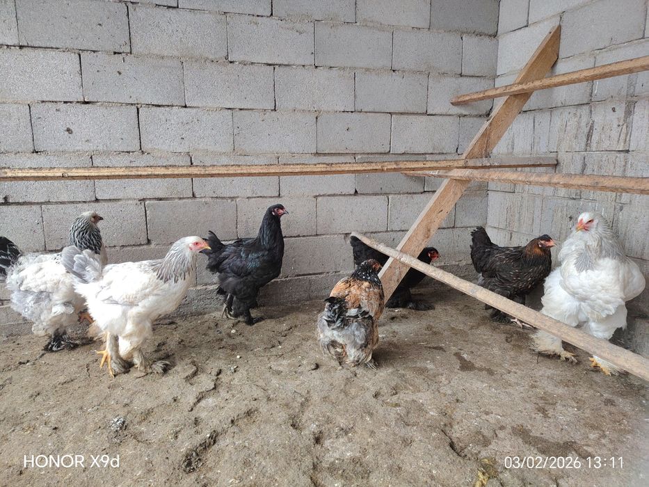 Продам Брамы Куры.