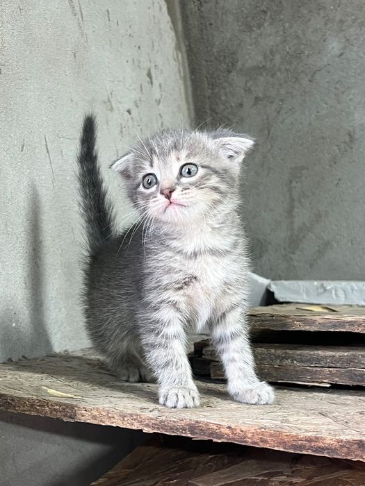 Котята вислоухие ласковые