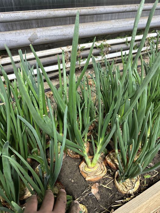 Зеленый лук Актобе