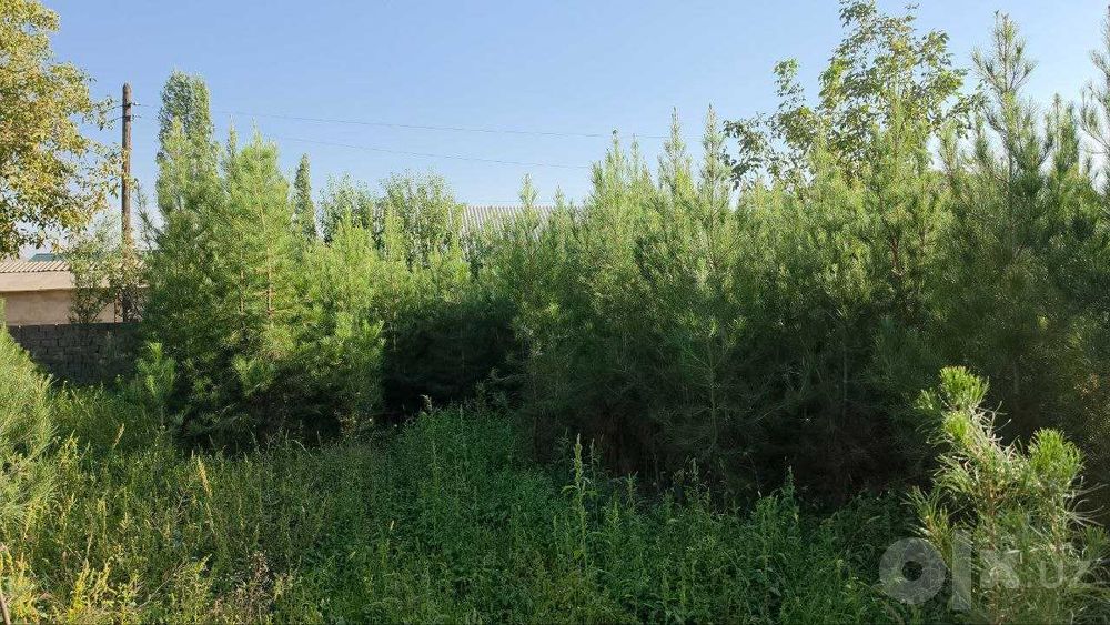 Qrim va eldar qarag'ayi ko'chatlari