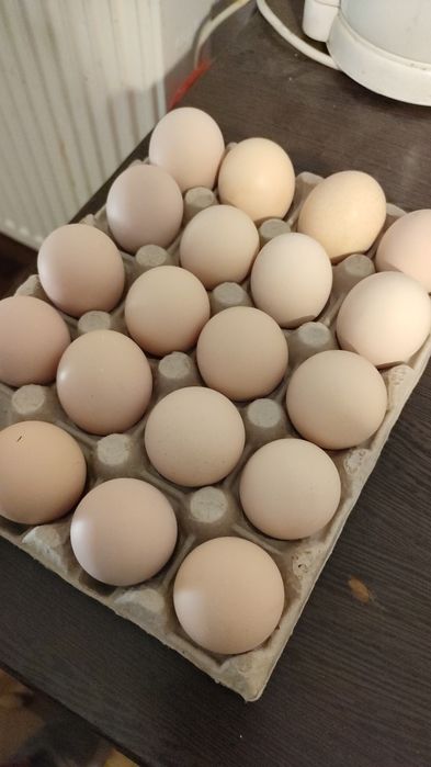 Ouă de găină crescute la curte