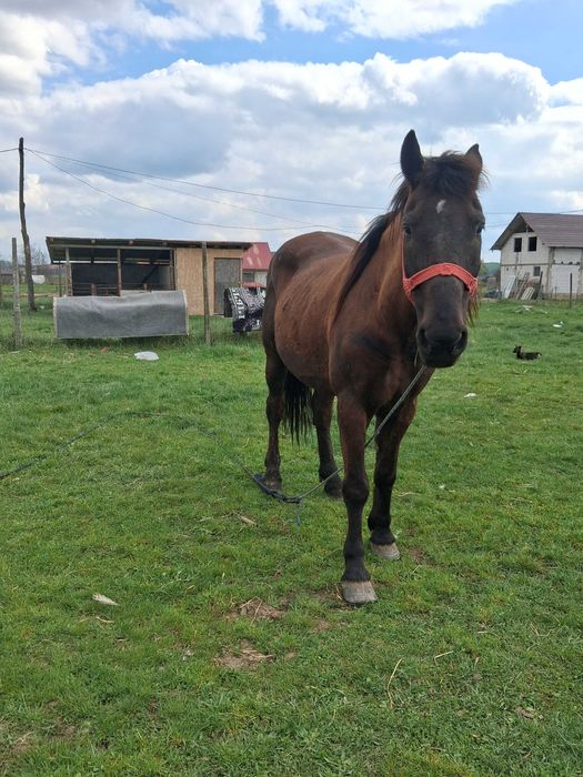 De plecare Urgent cal cuminte bun de căruță ideal pentru gospodărie