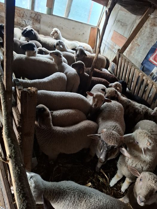 Miei de vânzare pentru Paște