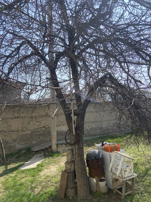 Дрова, отын