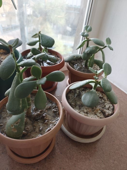 Денежное дерево ( Толстянка) молодое