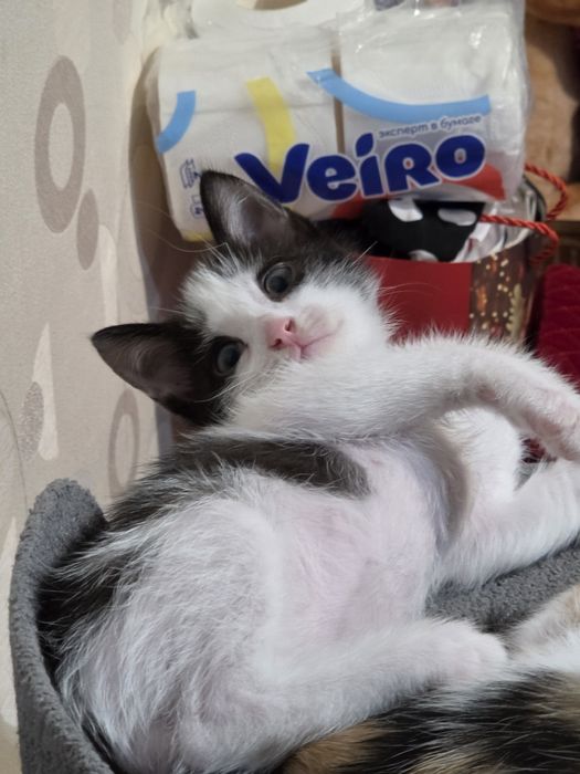 Отдам котят в доброе руки