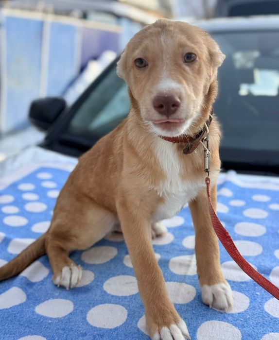 Отдам в добрые руки