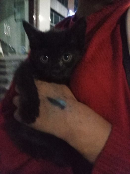 БЕСПЛАТНО!! Отдаем кошку