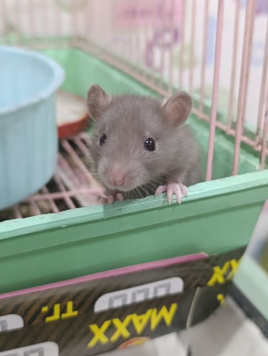 Продам декоративных крысят.