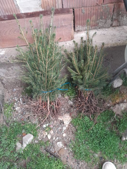 Vand butasi mur soiurile thornfree,navaho,chester,black satin,etc si d