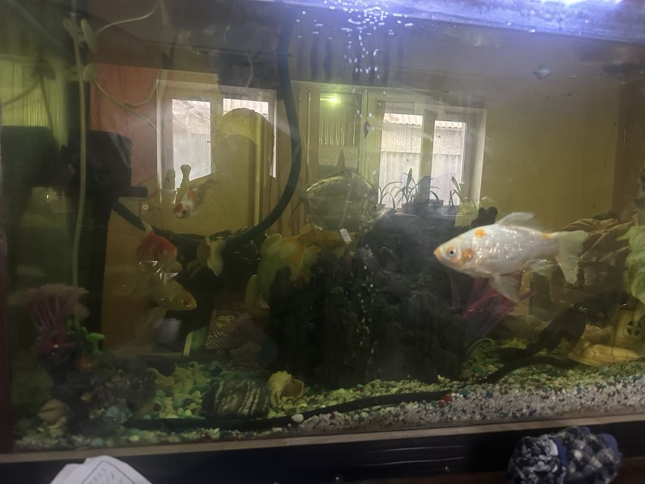 Аквариум с рыбами и декорациями