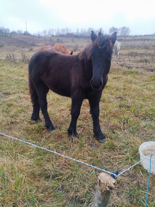 De vânzare mânz negru corb