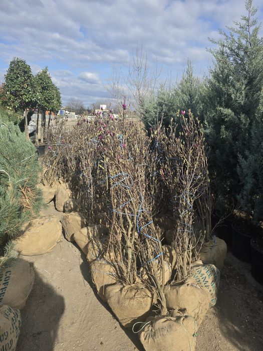 Leylandii mesteacăn tei